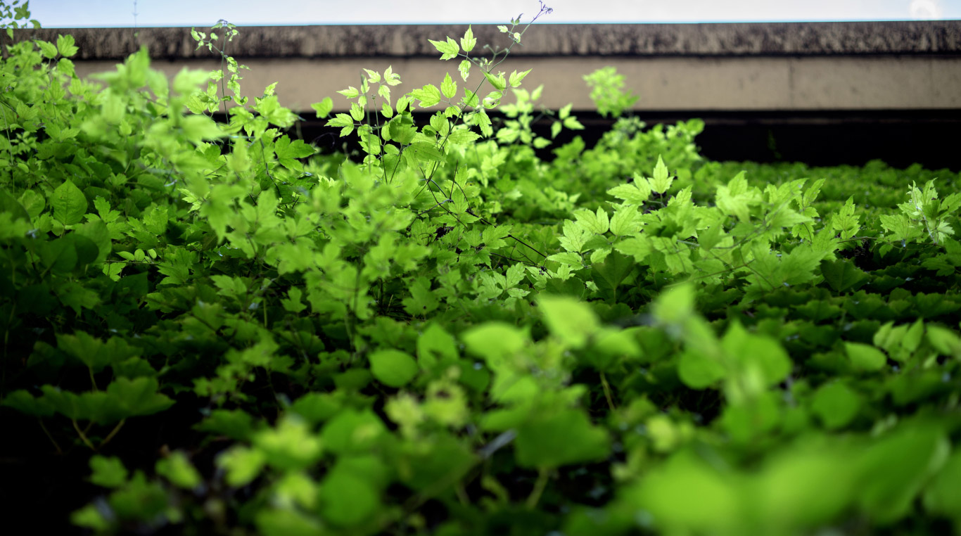 A green roof flourishing with plants