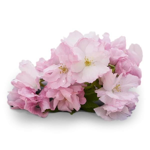 Pink cherry blossom flowers