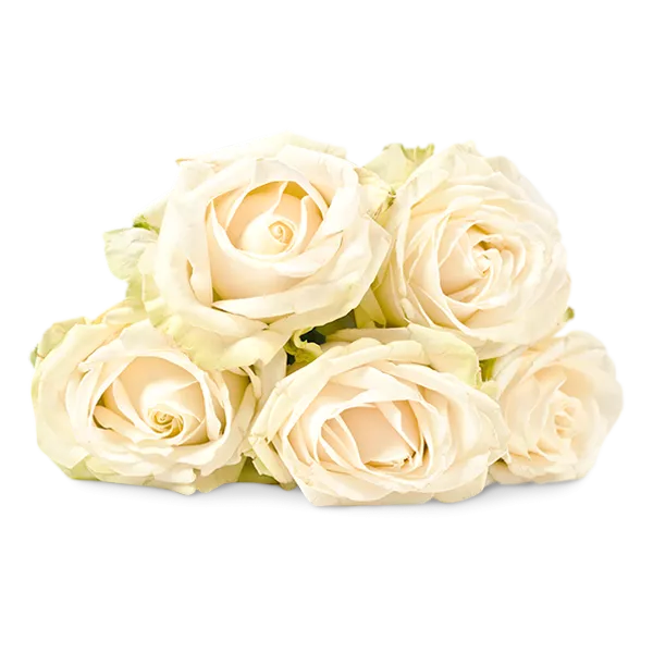 A bouquet of white roses