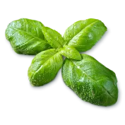 basil