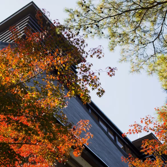 Bright orange leaves against the dark wood of the Hakushu Whisky Distillery building