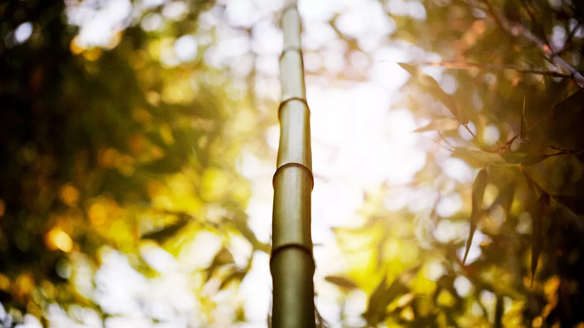 Bamboo tree in the evening sun