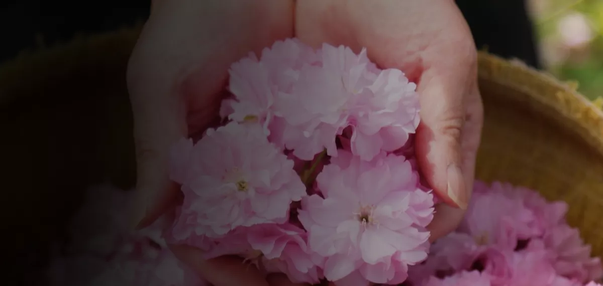 A hand is holding cherry blossoms
