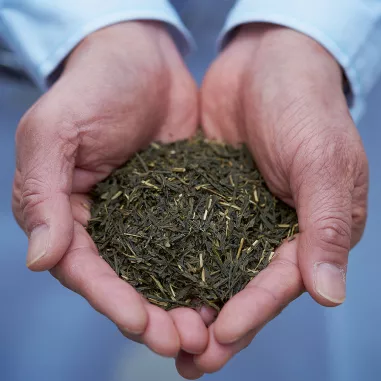 Hands holding Japanese botanicals for gin