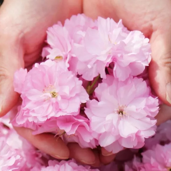 Hand holding cherry blossoms