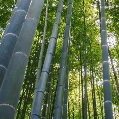 Tall dark shoots of bamboo with sunlight shinning through at Osumi Distillery