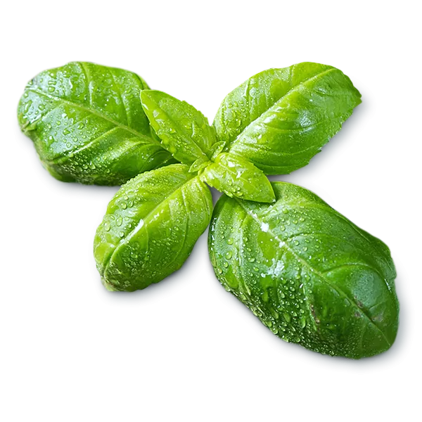 Basil leaves