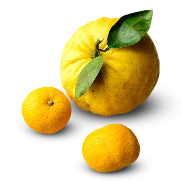 Citrus fruit