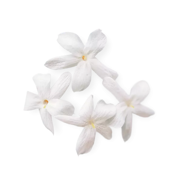 Jasmine flower