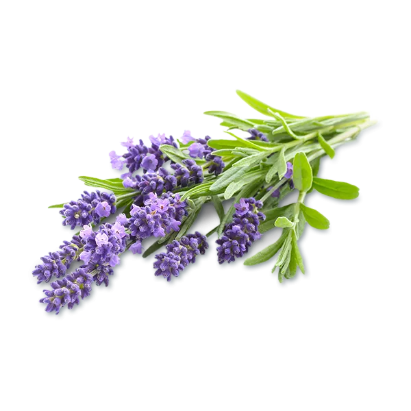 A bouquet of lavender