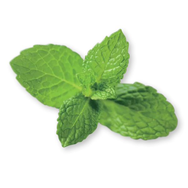 Mint leaves