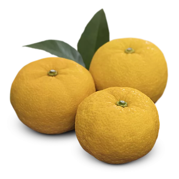 Three yuzu citrus fruits
