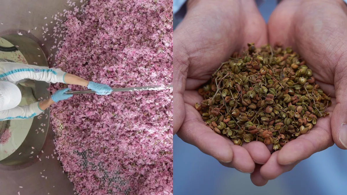 Worker tending to Suntory Roku gin pink flower botanicals