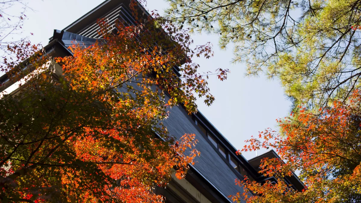 Bright orange leaves against the dark eaved roof of Suntory whisky distillery
