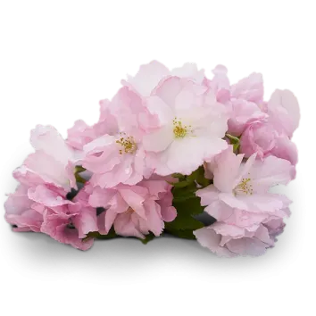 Roku Sakura Bloom | Japanese Gin | The House of Suntory