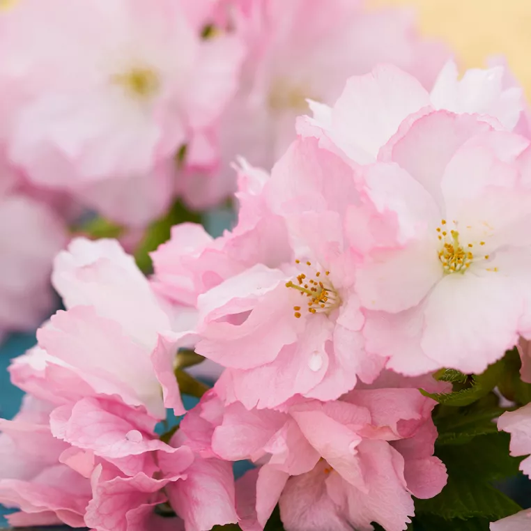 Flowers-Image
