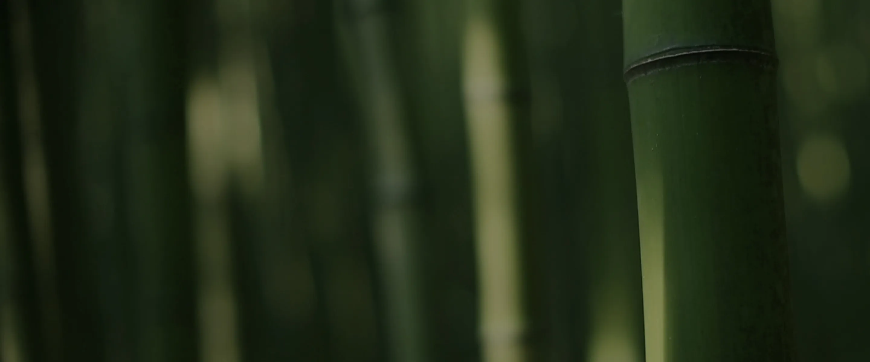 view of vibrant bamboo plant leaves.