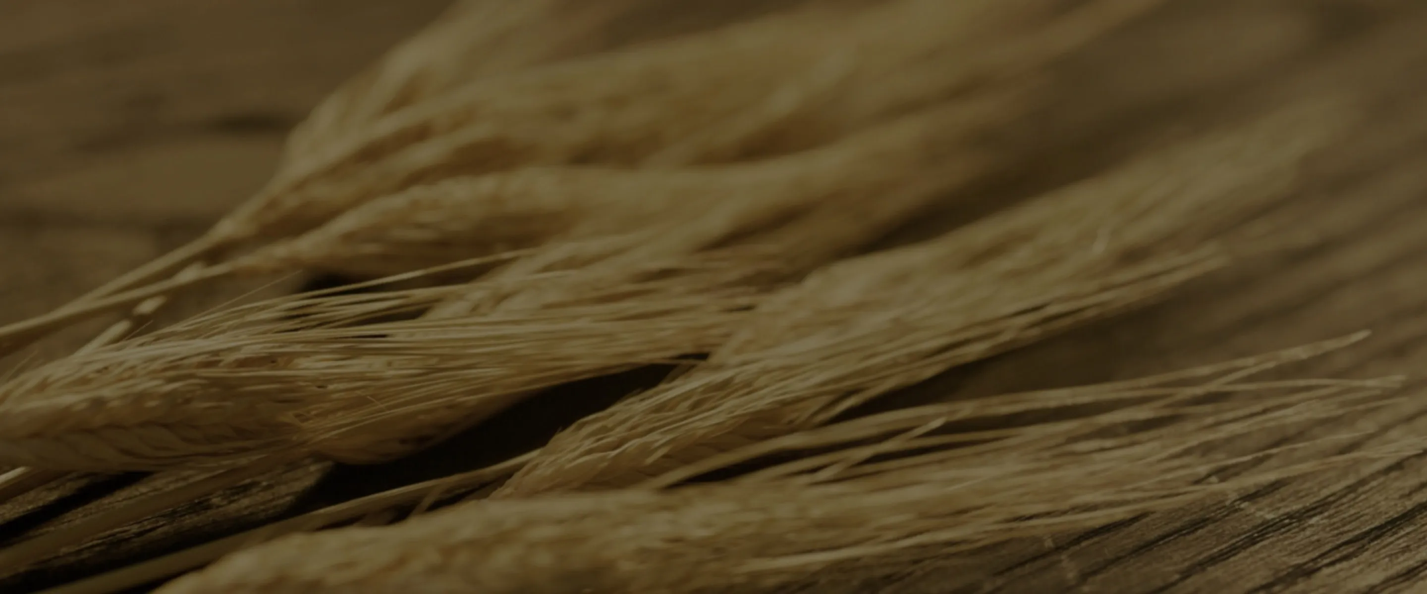 Image of wheat plants
