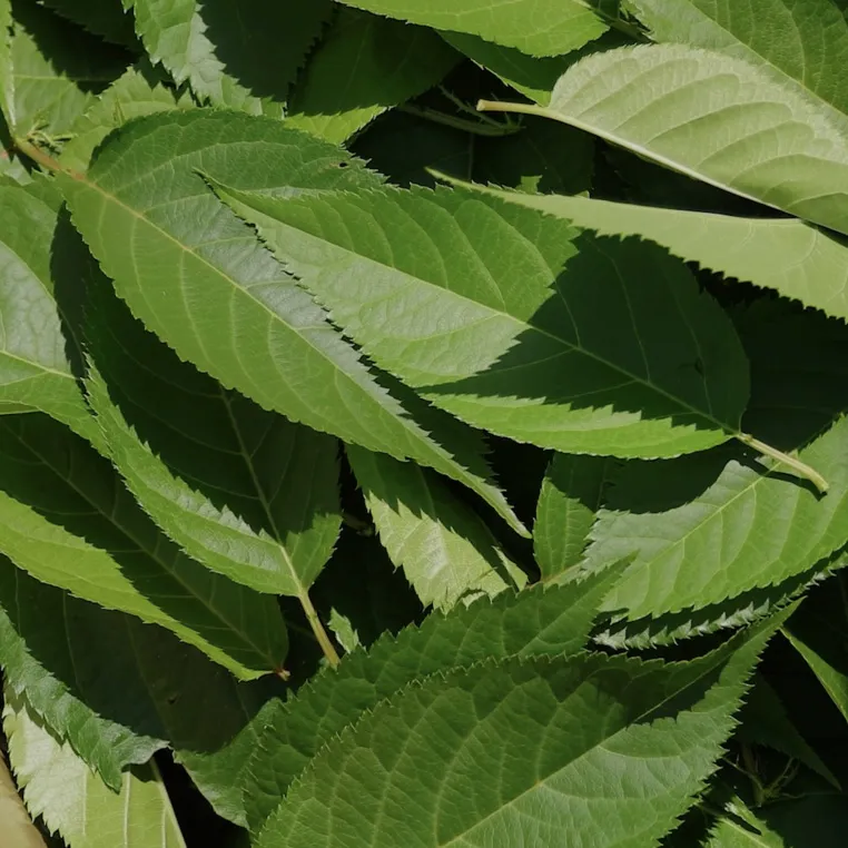 bunch of leaves of cherry tree
