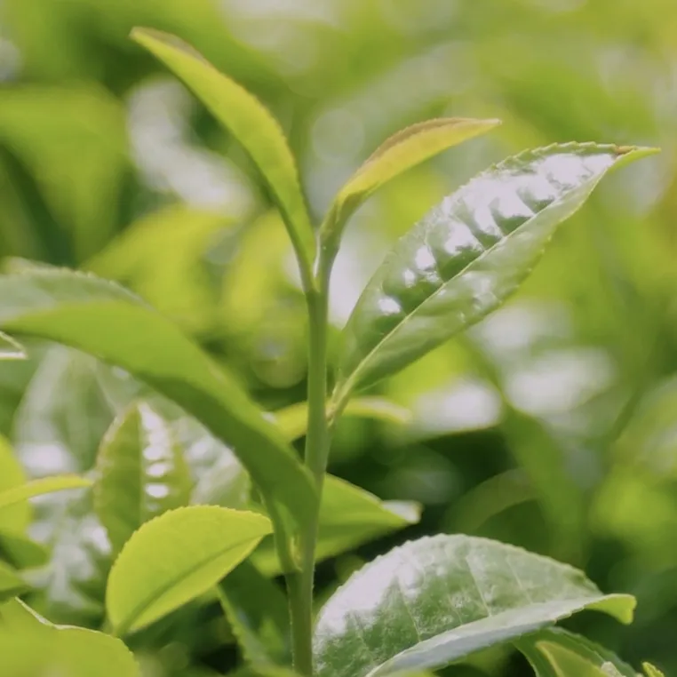 tea plant