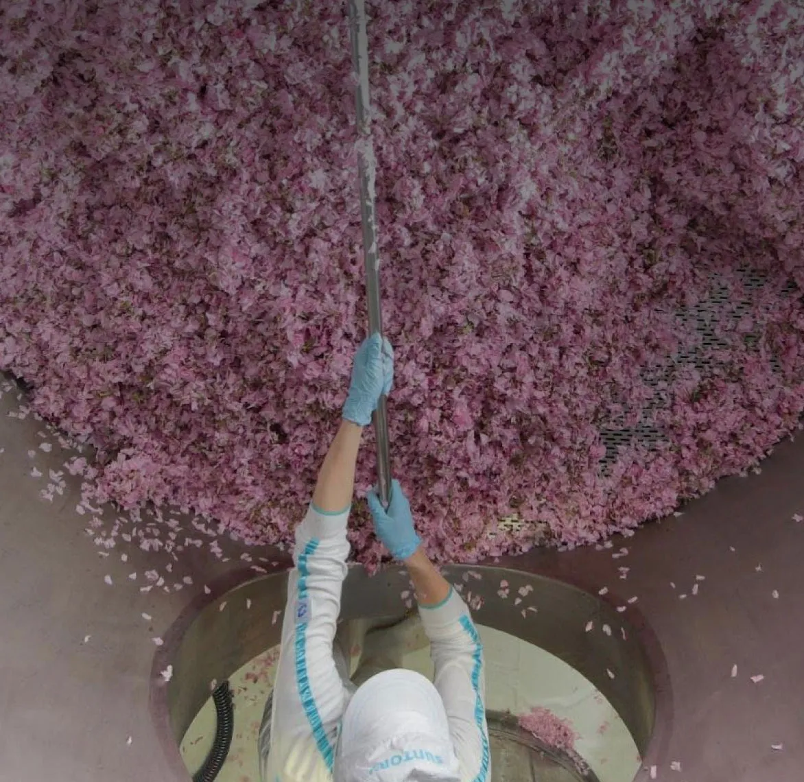 blossom flowers