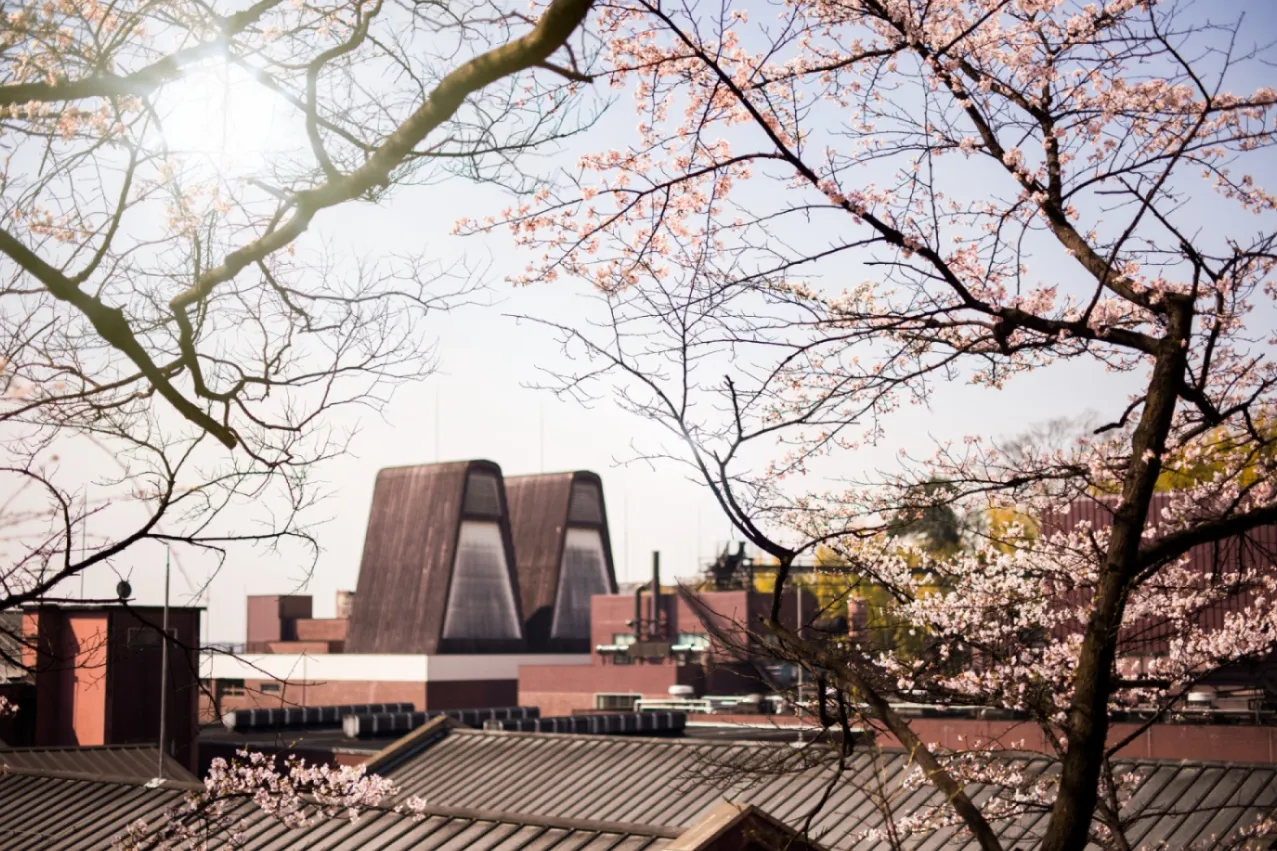 Cherry blossoms in the foreground with a unique architectural structure in the distance, set under a clear sky.