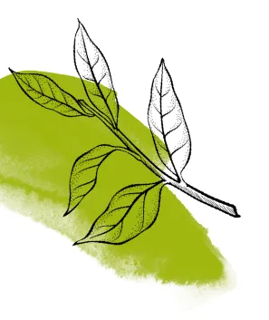 Black and white illustration of a leafy branch over a vibrant green watercolor background.