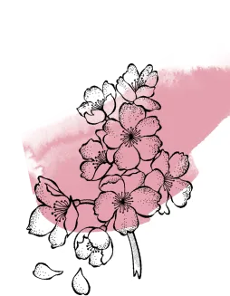 A delicate line drawing of cherry blossoms against a soft pink watercolor background, with a fallen petal below.