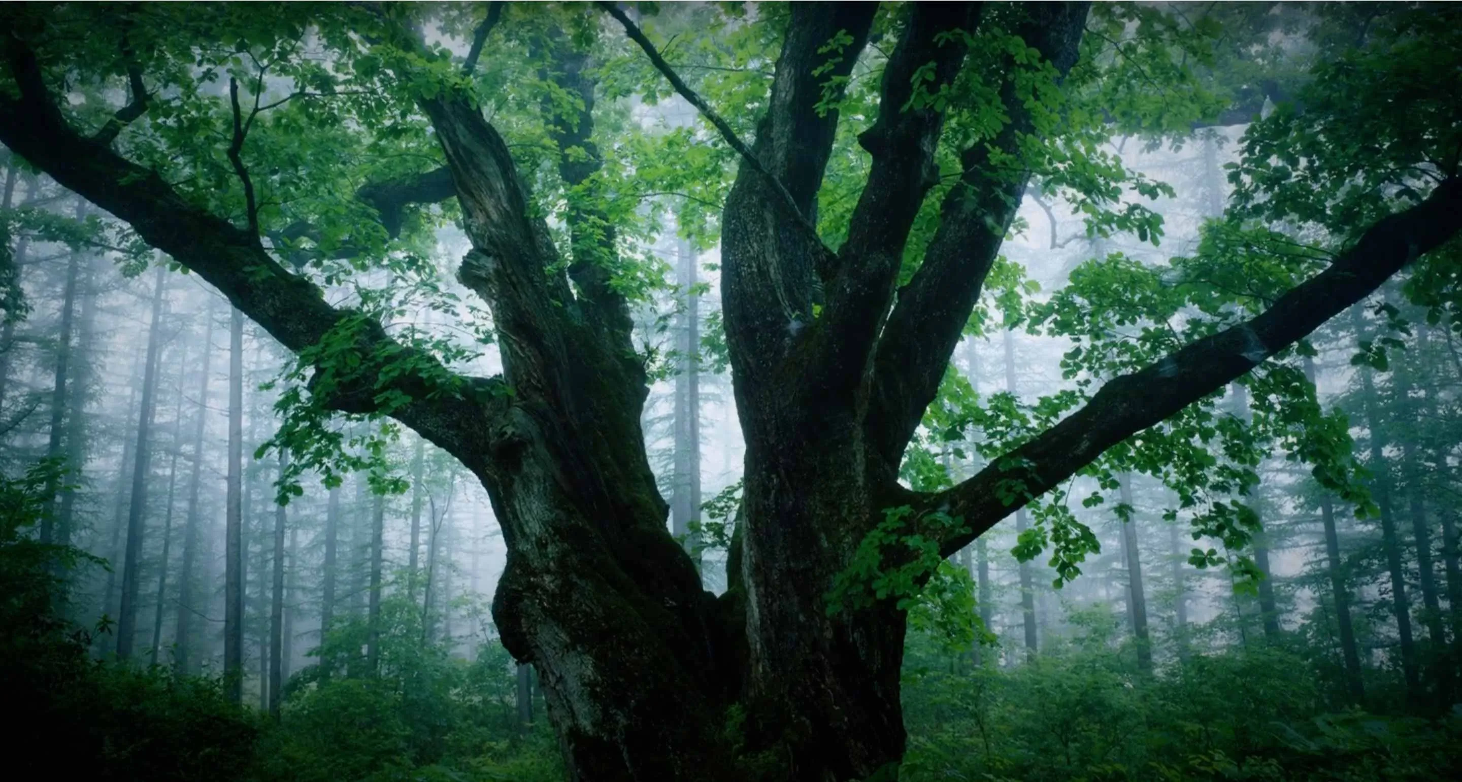 Green tree in forest
