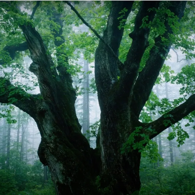 Tree in middle of forest