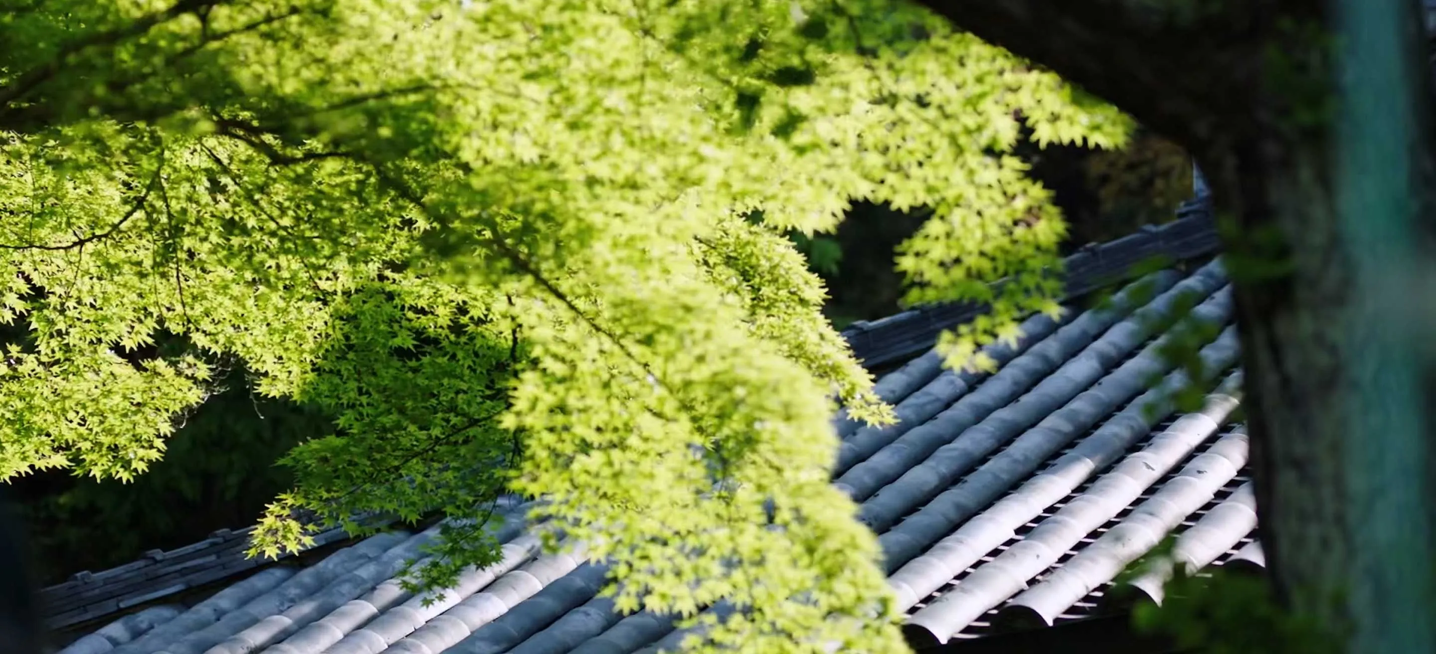 Sunlight filters through vibrant green leaves, casting a serene glow over a traditional tiled roof in the background.