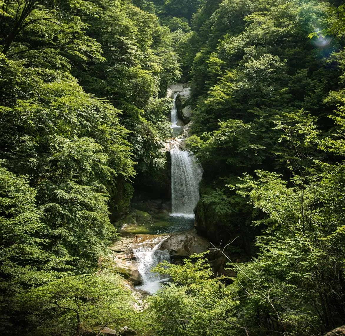 A serene waterfall cascades down rocky cliffs, surrounded by lush green foliage in a tranquil forest setting.