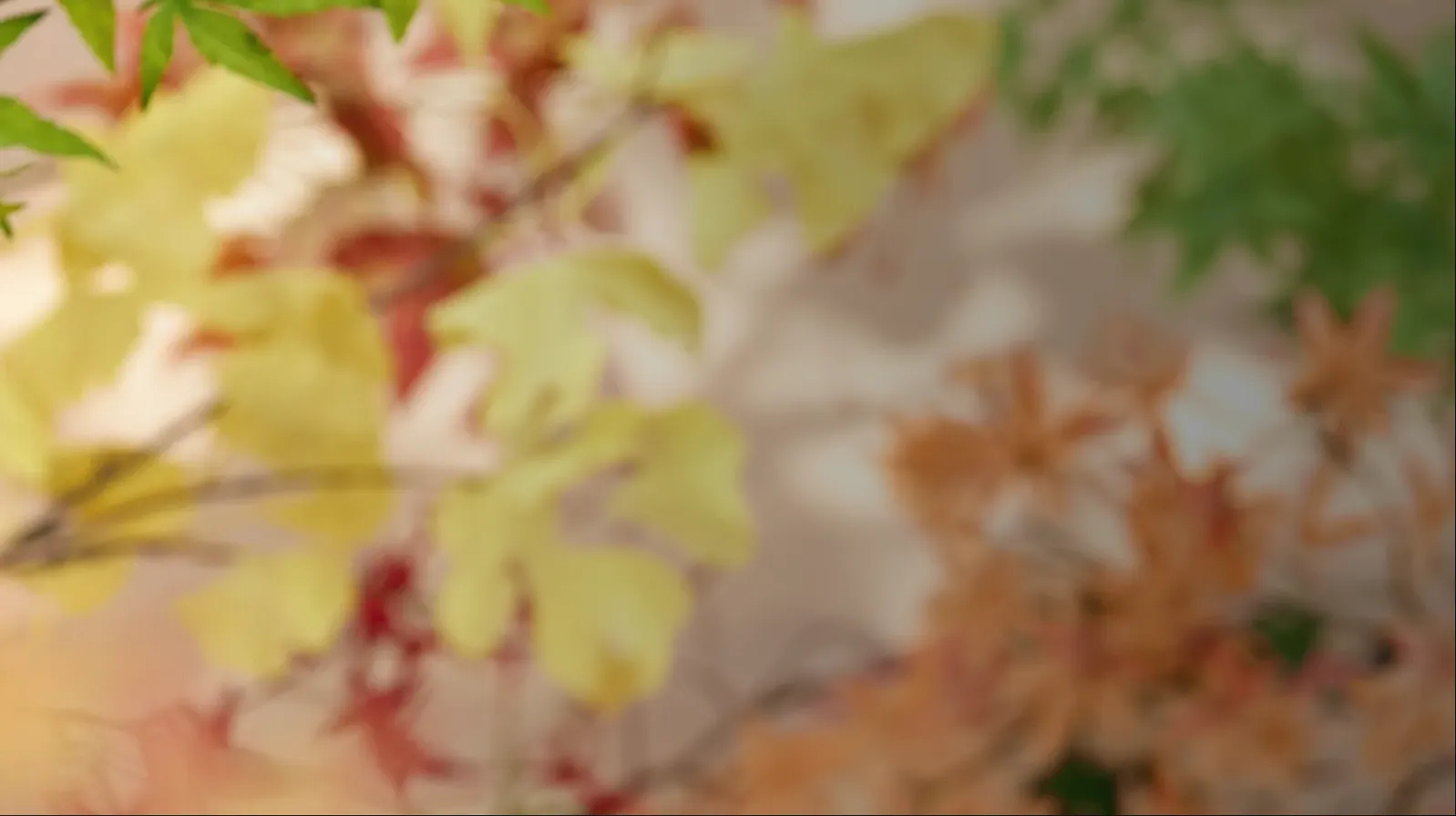 autumn leaves seasonal nature background